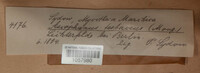 Ascophanus testaceus image